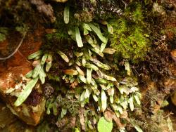 Notogrammitis givenii. Mature plants with obovate fronds growing amongst mosses on a rock face.
 Image: L.R. Perrie © Leon Perrie CC BY-NC 3.0 NZ